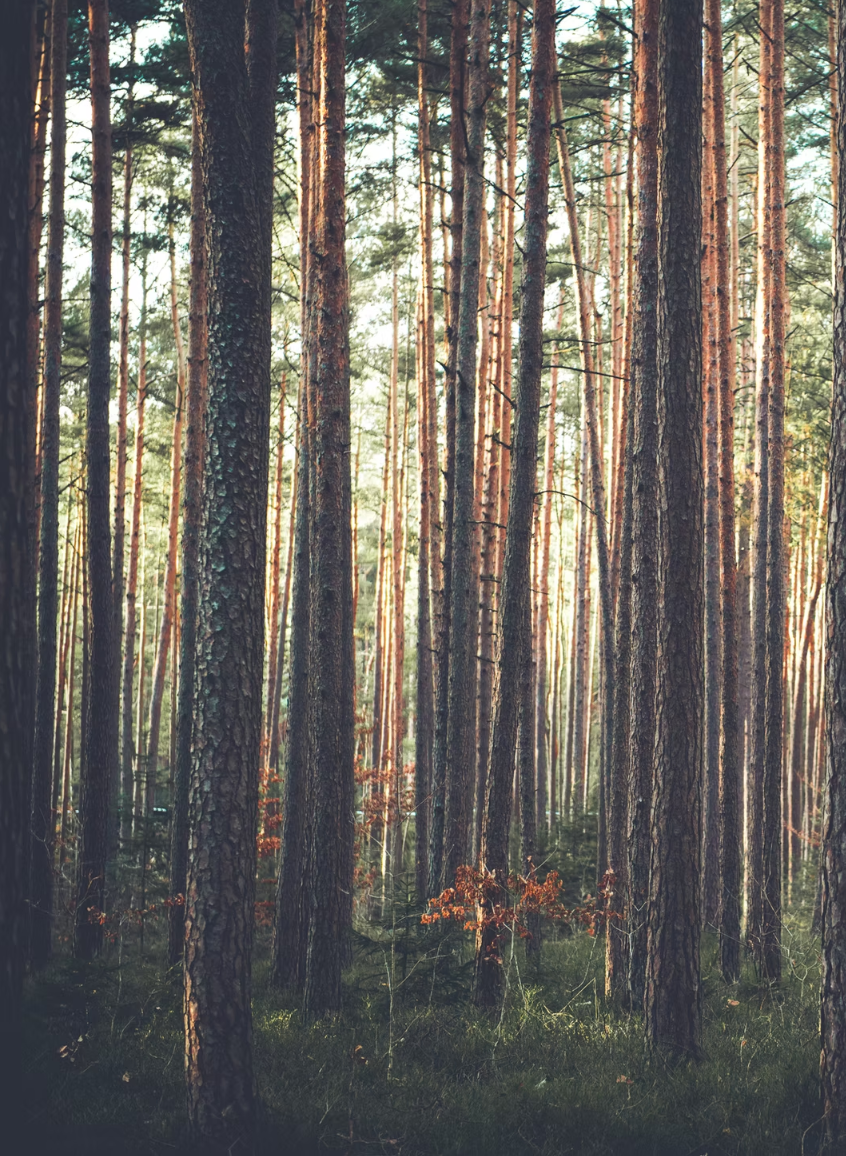 Расторжение контракта с подрядчиком, проводившим лесоустройство, через суд - «Онежское Поморье» (Кенозерский национальный парк)